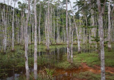 A sunlit swamp forest with many slender, light-colored tree trunks in the dark water, water lily leaves, and a red-clay bank