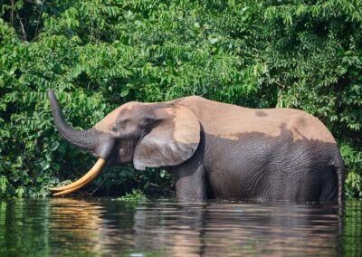A forest elephant stands waist-deep in the water in front of bright green vegetation along the shore, its trunk raised