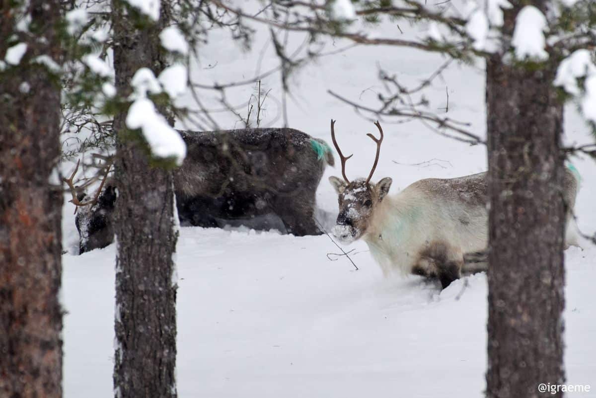Eco_Boutique_Lodge-Rentiere_im_Schnee-Graeme_Richardson-Arctic_Retreat Zwei Rentiere stehen im verschneiten Wald