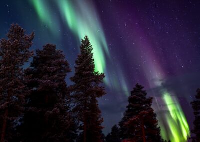 Grüne und violette Nordlichter über dem verschneiten Kiefernwald