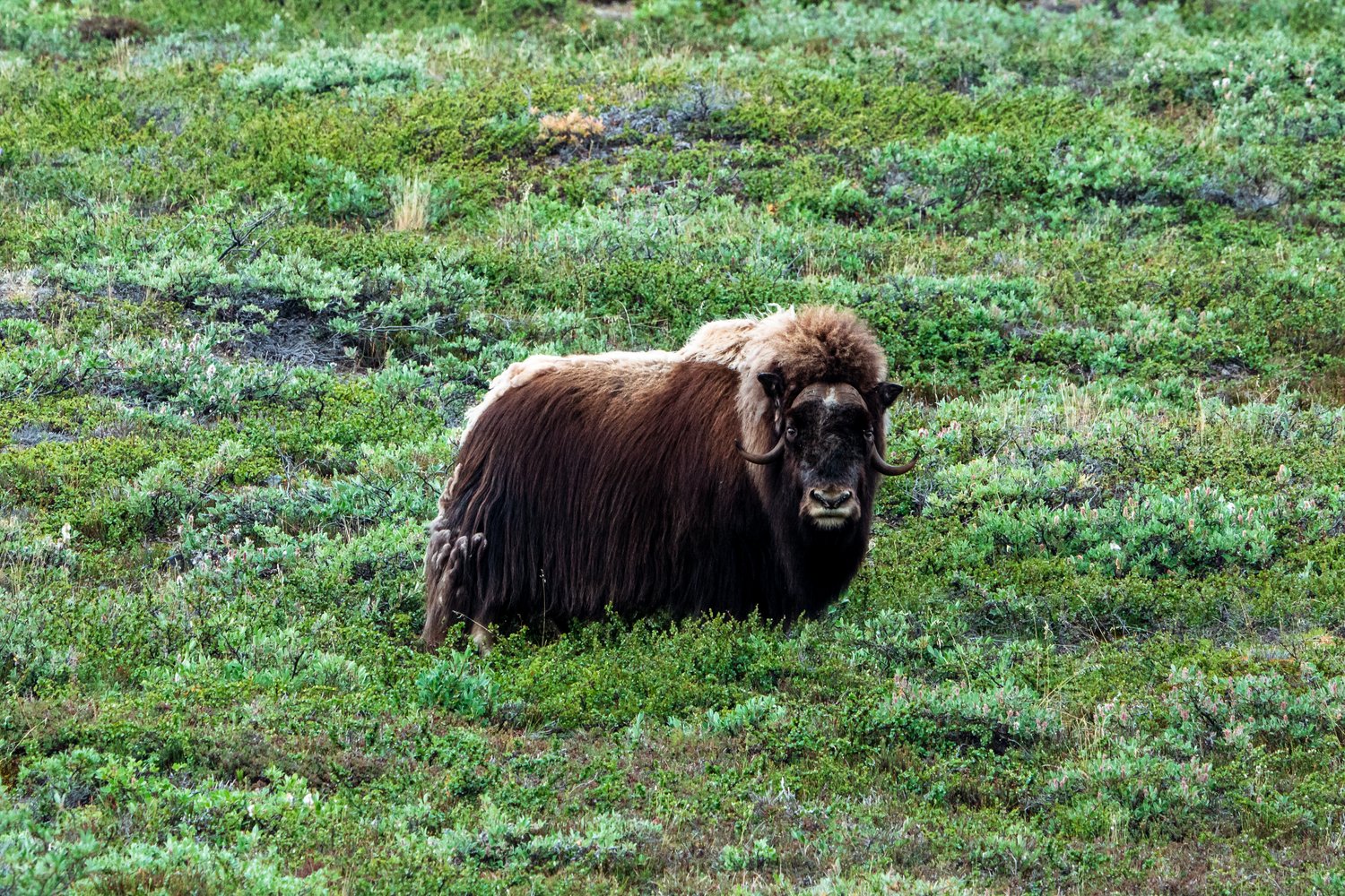 Moschusochse auf der grünen Tundra Grönlands Musk ox on the green tundra of Greenland