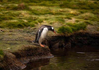 A gentoo penguin on the grassy banks of a stream in Godthul, South Georgia