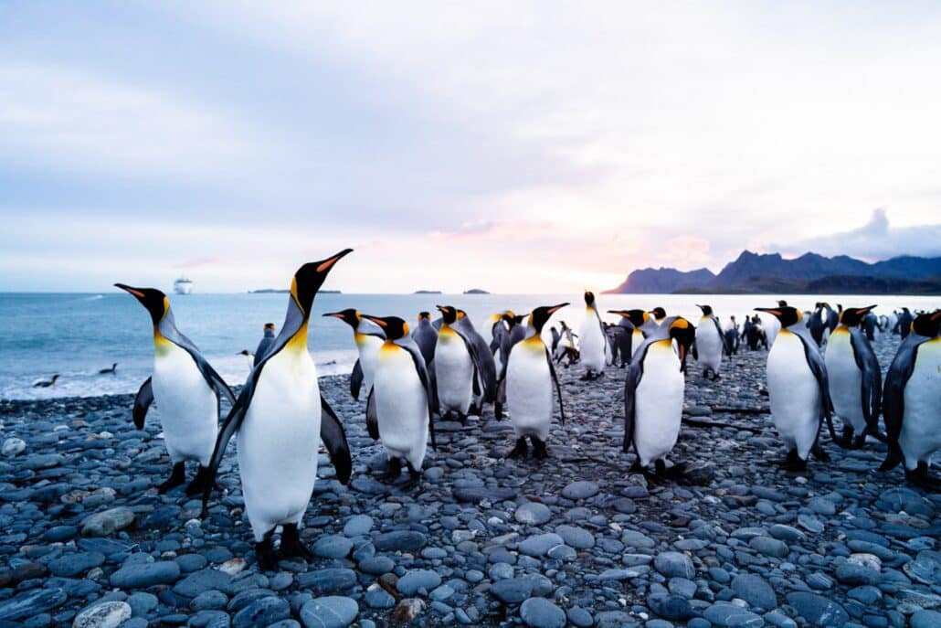 Königspinguine am Kiesstrand von Südgeorgien im Morgenlicht, im Hintergrund ein Expeditionsschiff