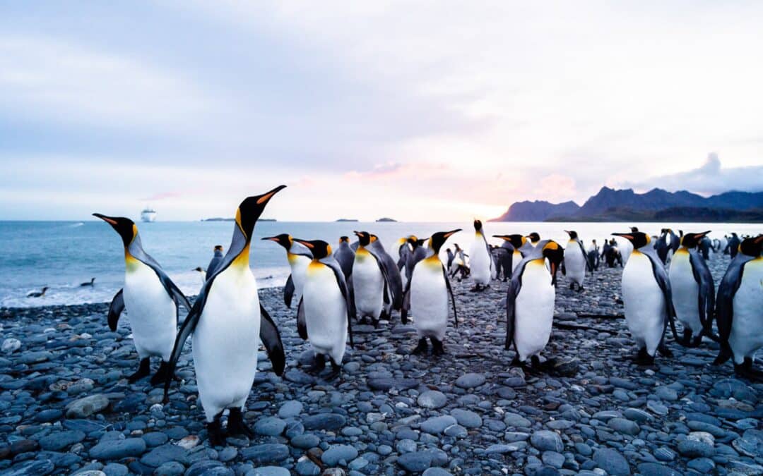 Among the King Penguins of South Georgia