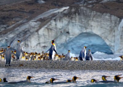 King penguins on the shore in front of a glacier's ice wall in St. Andrews Bay, South Georgia