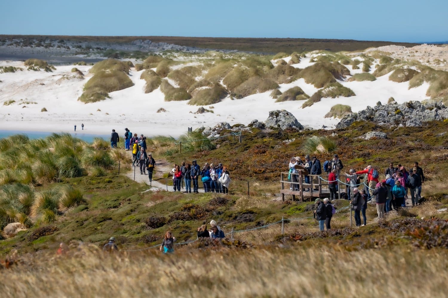 Passagiere auf einem Küstenweg zwischen Tussockgras und Dünen bei Stanley auf den Falklandinseln Passengers on a coastal path between tussock grass and dunes near Stanley in the Falkland Islands