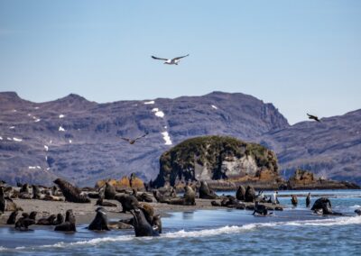 Fur seals on the beach at Salisbury Plain in South Georgia, with seabirds circling overhead