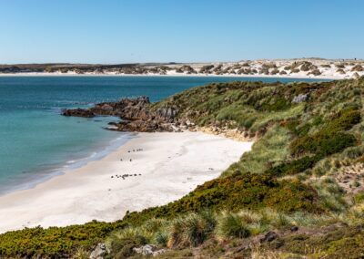 Weißer Sandstrand mit Pinguinen und türkisem Wasser auf den Falklandinseln
