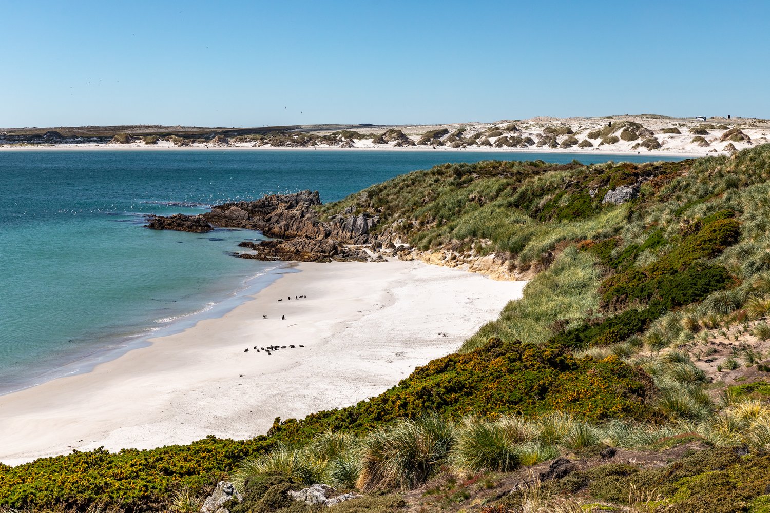 Weißer Sandstrand mit Pinguinen und türkisem Wasser auf den Falklandinseln A white sandy beach with penguins and turquoise water in the Falkland Islands